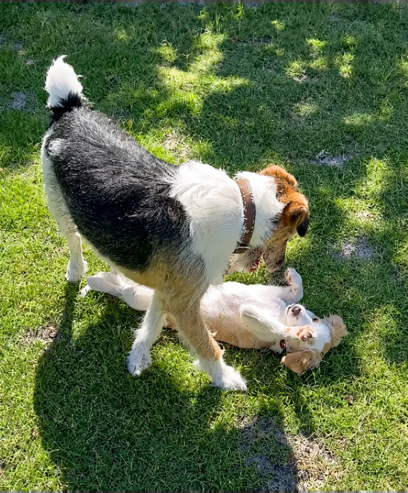 Small dogs playing together on the lawn of a Pawradise home