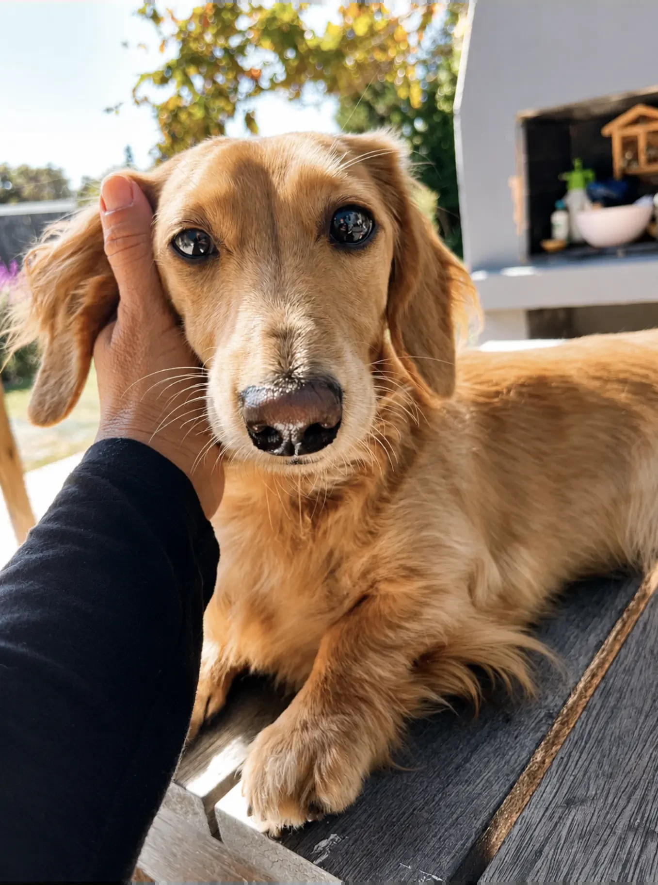 A Pawradise host greeting a happy dachshund