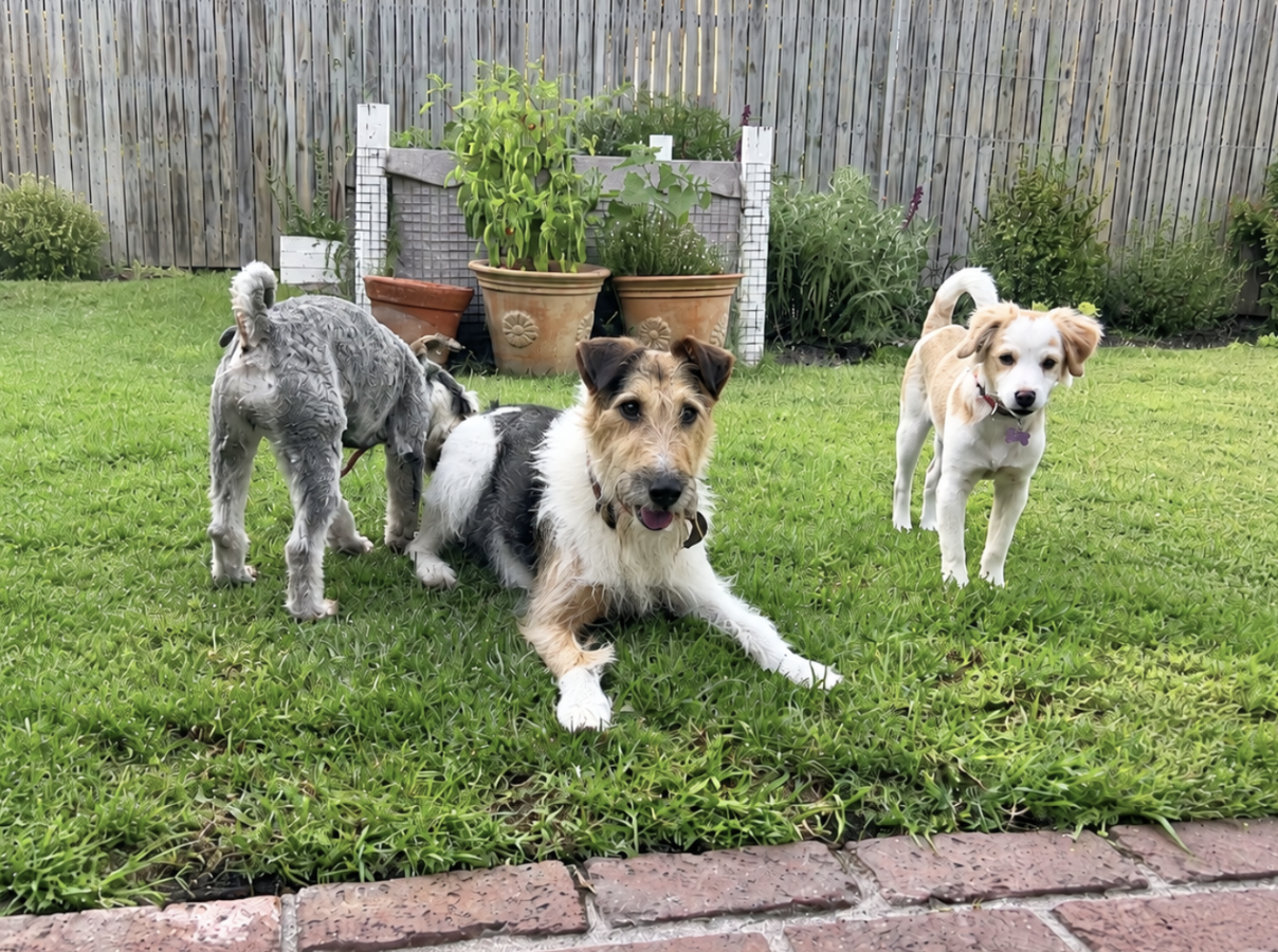 Three happy dogs playing together in a secure garden